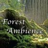 Forest Ambience - Healing Nature Sounds for Relaxation, Massage Therapy, Reiki and Sleep cover artwork